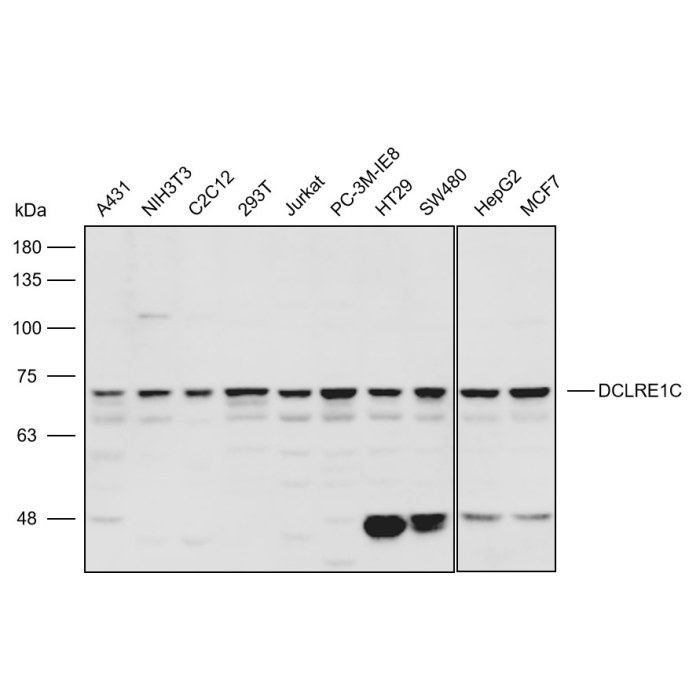 Solarbio K P Anti Dclre C Polyclonal Antibody