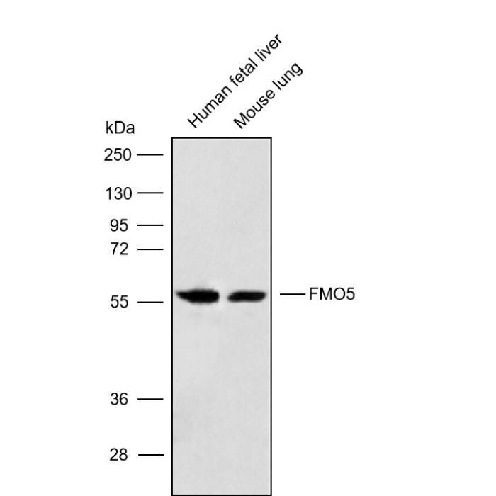 Solarbio K009811P Anti FMO5 Polyclonal Antibody 试剂仪器耗材