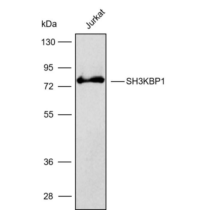 Solarbio K009804P Anti SH3KBP1 Polyclonal Antibody 试剂仪器耗材