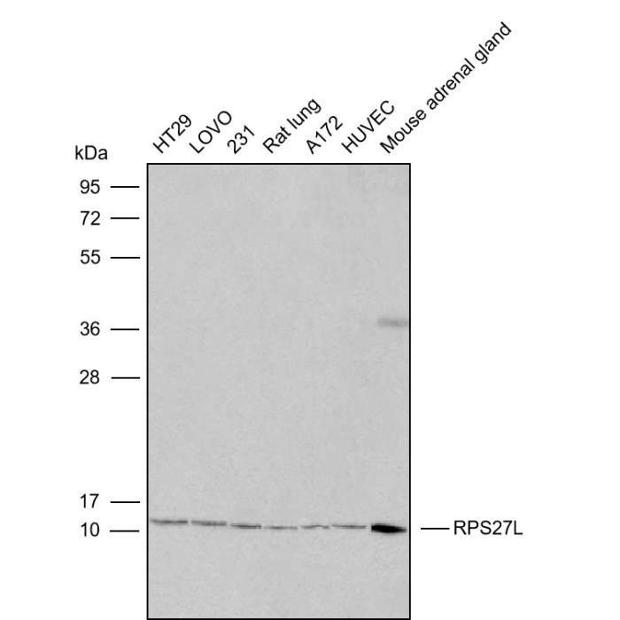 Solarbio K P Anti Rps L Polyclonal Antibody