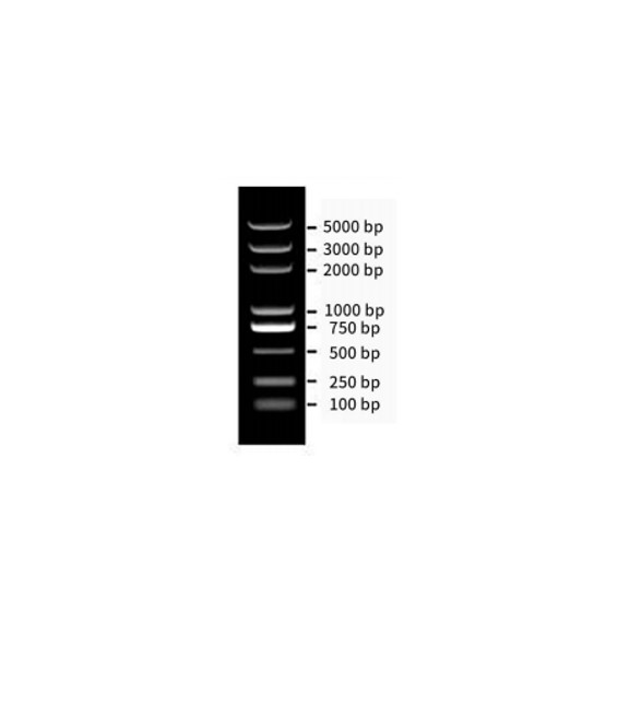 Biosharp BL103A DNA Marker III（100-5000bp）
