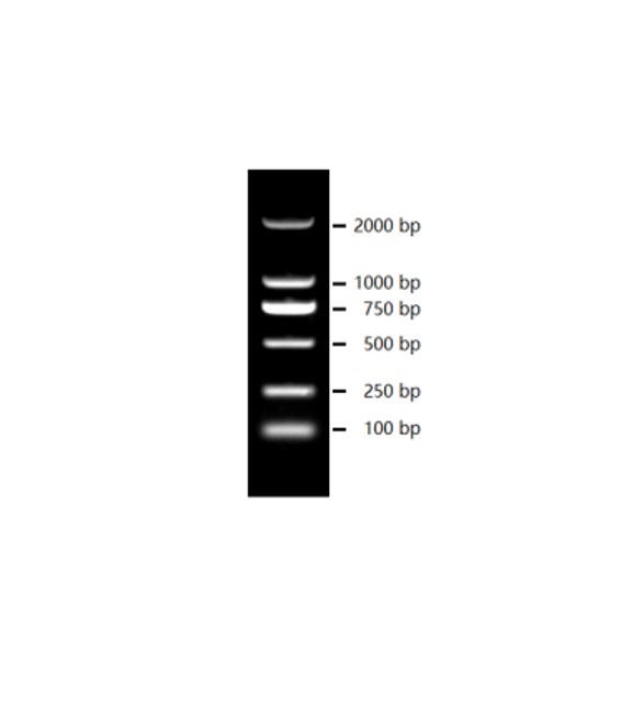 Biosharp BL102A D2000 DNA Marker（100-2000bp）