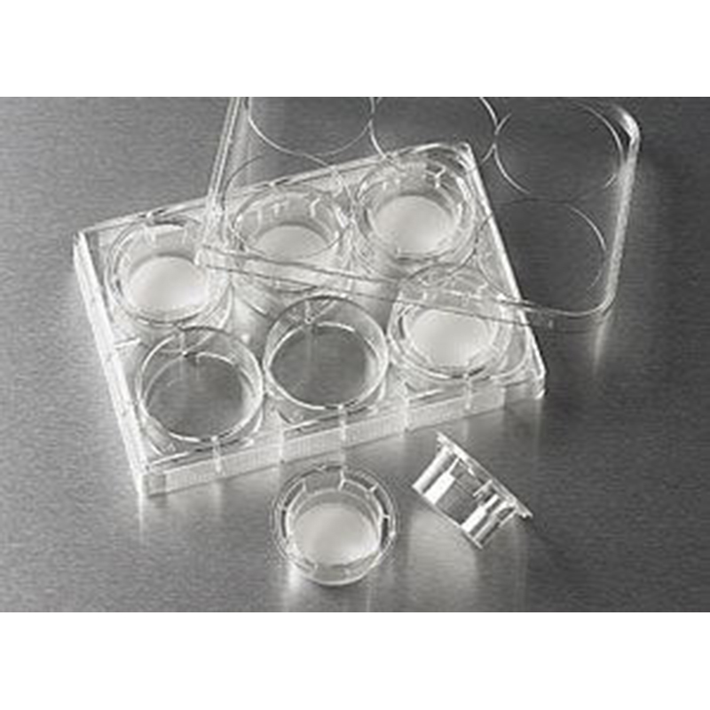 Corning 3428 Transwell嵌套，含6孔板（PC膜，24mm，孔径8.0um)