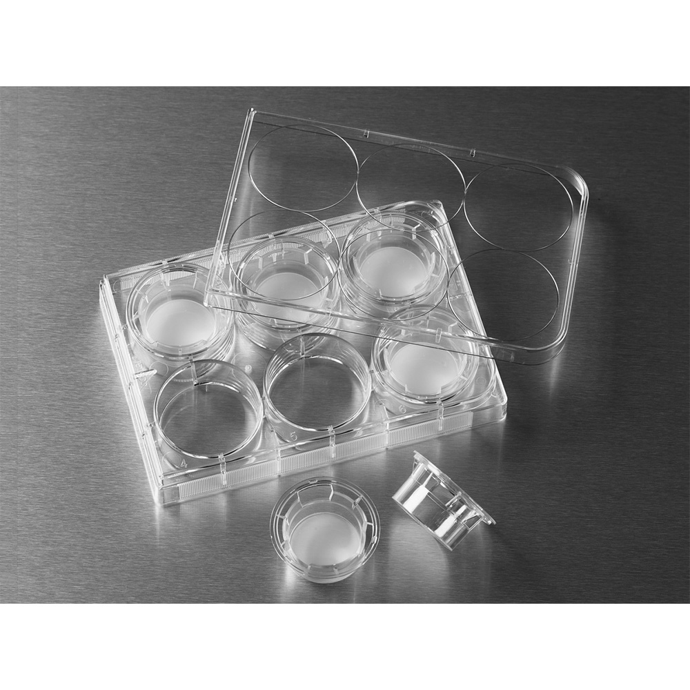 Corning 3414 Transwell嵌套，含6孔板（PC膜，24mm，孔径3.0um)