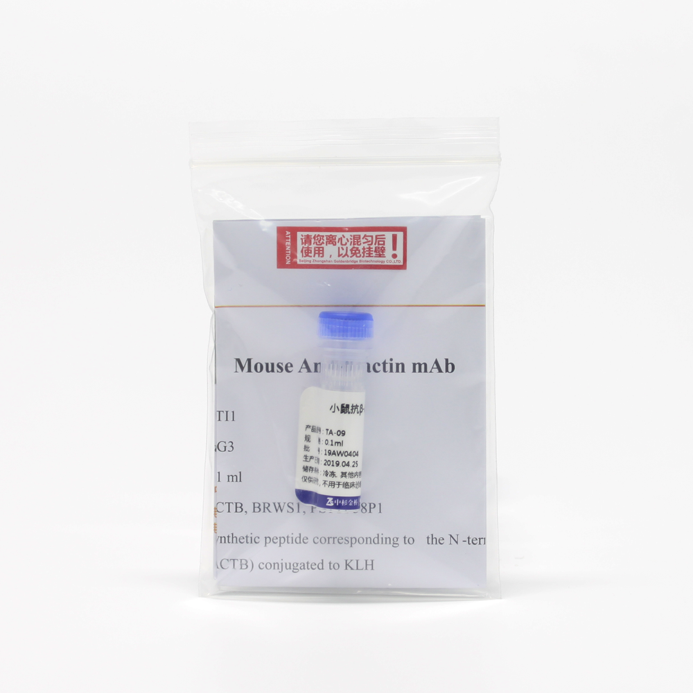 中杉 TA-09 β-Actin