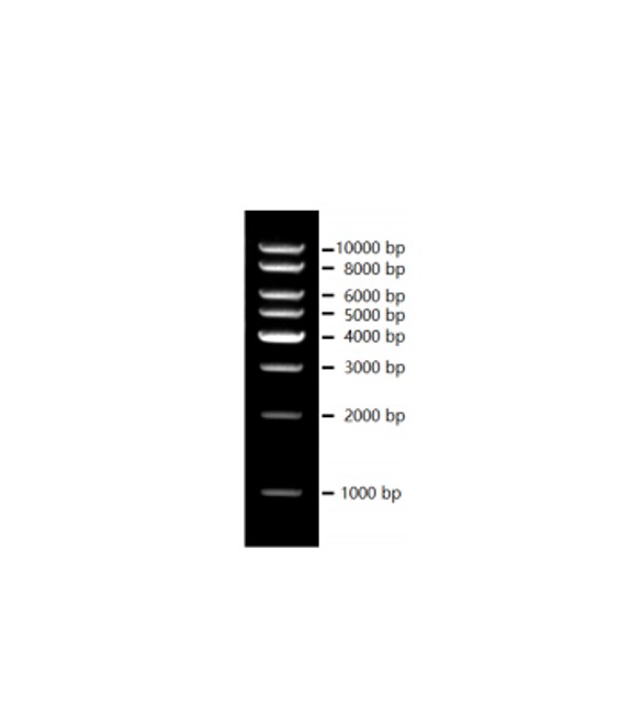 Biosharp BL108A 试剂1kb DNA Marker（1000-10000bp）