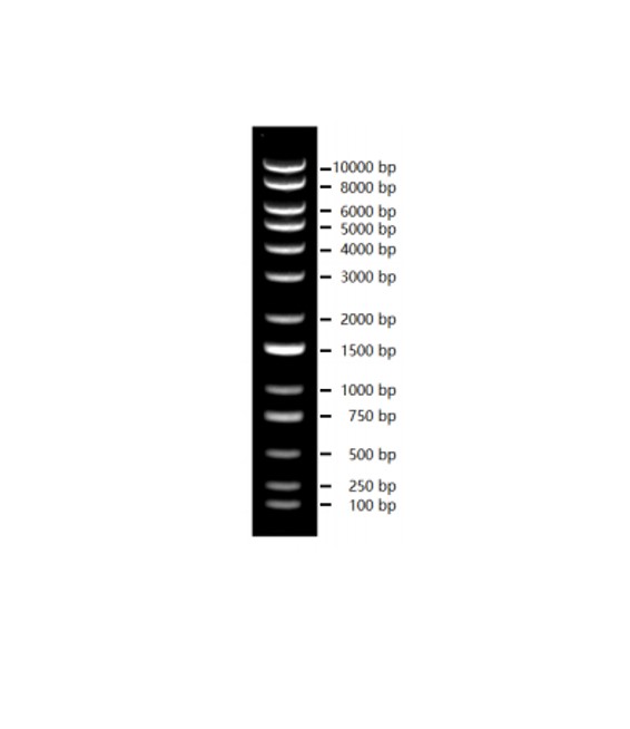 Biosharp BL109A 试剂1kb plus DNA Marker（100-10000bp）