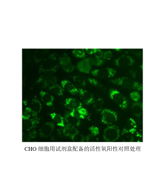 Biosharp BL714A ROS活性氧检测试剂盒