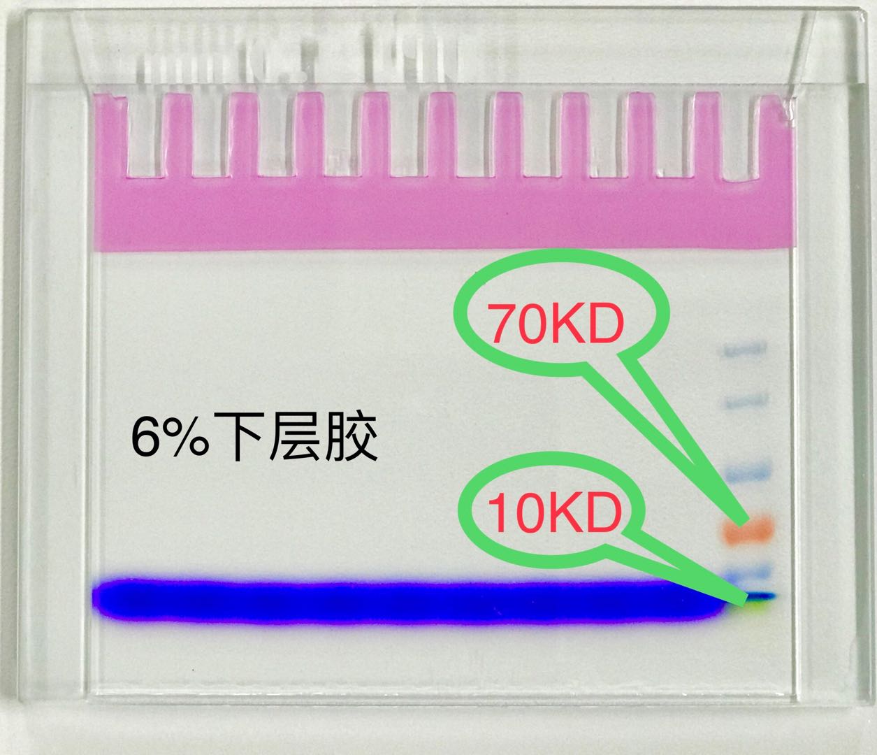 Biosharp BL566A 12% SDS-PAGE彩色凝胶快速制备试剂盒