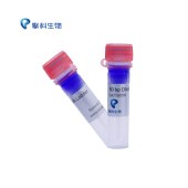 TSINGKE TSJ050-500 50 bp DNA Ladder