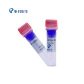TSINGKE TSJ100-500 100 bp DNA Ladder