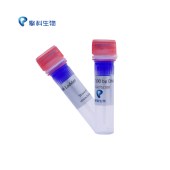 TSINGKE TSJ100-100 100 bp DNA Ladder