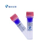 TSINGKE TSJ102-500 1 kb DNA Ladder