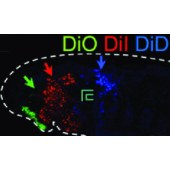 Fluorescence 22031-10mg DiD 高氯酸盐
