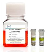 Mogengel MA-0817H007 小鼠结肠 Mouse Colonic Organoid Kit