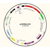 Cambia HG-VZC0326 pCAMBIA1303