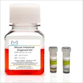 Mogengel MA-0817H009 小鼠胆管类器官 Mouse Ductal Organoid Kit