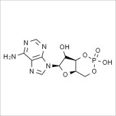 Solarbio SA8900 cAMP环磷酸腺苷 标准品