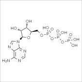 Solarbio SA9730 腺苷-5'-三磷酸 标准品