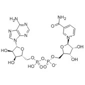 macklin N814818 β-烟酰胺腺嘌呤二核苷酸, >98.0%（HPLC)