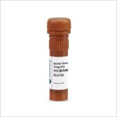Biosharp BL673A BSA 蛋白标准品（5mg/ml）
