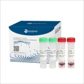 Biosharp BL130B Calcein-AM/PI细胞活性与细胞毒性检测试剂盒