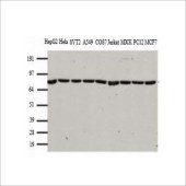 中杉 TA-12 试剂Mouse Anti-HSP90 (HSP90AB1) mAb