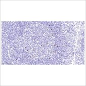 中杉 ZA-0576 IgG4 蛋白