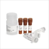 Biosharp BL915A Click-iT EdU-488细胞增殖检测试剂盒(适用于FACS、FM)