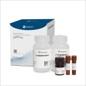Biosharp BL133A 细胞衰老β-半乳糖苷酶染色试剂盒
