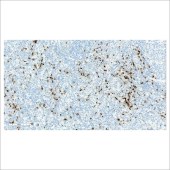 中杉 ZA-0599 粒酶B Granzyme B