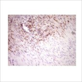 中杉 TA806750 试剂Stabilin 2