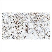 中杉 ZA-0531 生长激素 GH