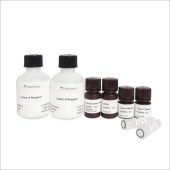 Biosharp BL367B 改良Lowry法蛋白定量试剂盒