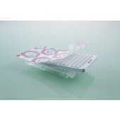 Eppendorf 0030129636 twin.tec 荧光定量PCR 96孔板, 全裙边, 150 µL, 白色, 法医DNA级, 10块, 独立包装