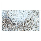 中杉 ZA-0519 CD4辅助/诱导T细胞