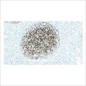 中杉 ZA-0525 CD21抗体试剂