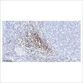中杉 ZA-0619 试剂LEF-1