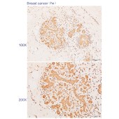 Solarbio K110713P Anti-CWC25 Polyclonal Antibody