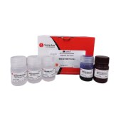 Solarbio G3560 微丝染色试剂盒(R250法)