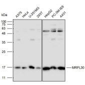 Solarbio K111661P Anti-MRPL30 Polyclonal Antibody