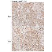 Solarbio K111723P Anti-H4C1 Polyclonal Antibody