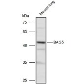 Solarbio K111249P Anti-BAG5 Polyclonal Antibody