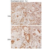 Solarbio K111934P Anti-GBA3 Polyclonal Antibody