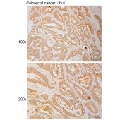 Solarbio K111097P Anti-CCNF Polyclonal Antibody