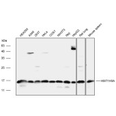 Solarbio K111933P Anti-HIST1H3A Polyclonal Antibody