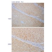 Solarbio K110833P Anti-FZD6 Polyclonal Antibody