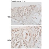 Solarbio K111933P Anti-HIST1H3A Polyclonal Antibody