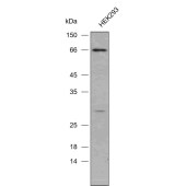 Solarbio K009912P Anti-NDFIP1 Polyclonal Antibody
