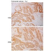 Solarbio K111104P Anti-ITGB1 Polyclonal Antibody